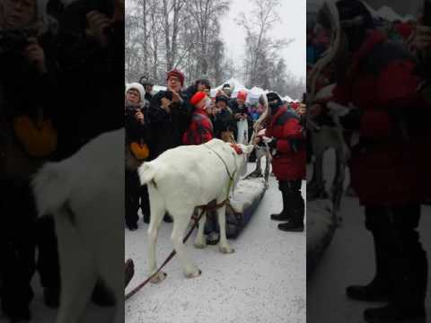 Jokkmokk - winter festival parade