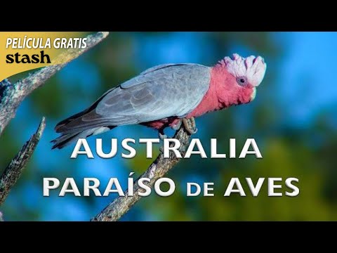 Australia, Paraíso de Aves | Documental de Animales | Película Completa | Observación de Aves